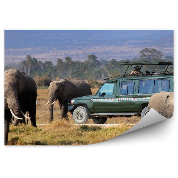 Fototapeta na stenu Savana Vegetácia Trávy Slon Safari