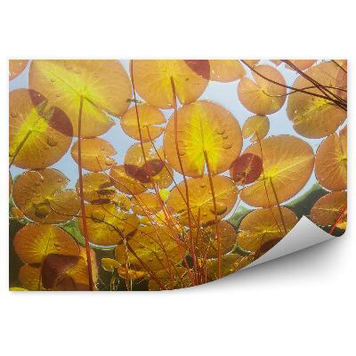 Fototapeta na stenu Oranžové Lekná