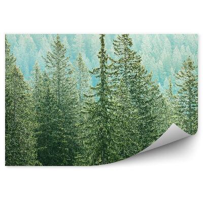 Fototapeta Ihličnaté lesy pohľad