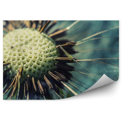 Fototapeta Semená Fúzača