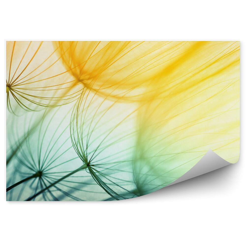 Fototapeta na stenu Semená Kvetov Dymniviek