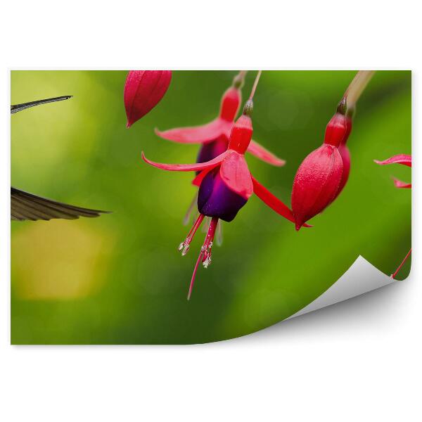 Fototapeta na stenu Červená Fuchsia Zelené Pozadie Kolibrík Rastliny