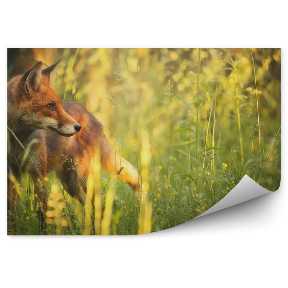 Fototapeta na stenu Líška trávy kríky