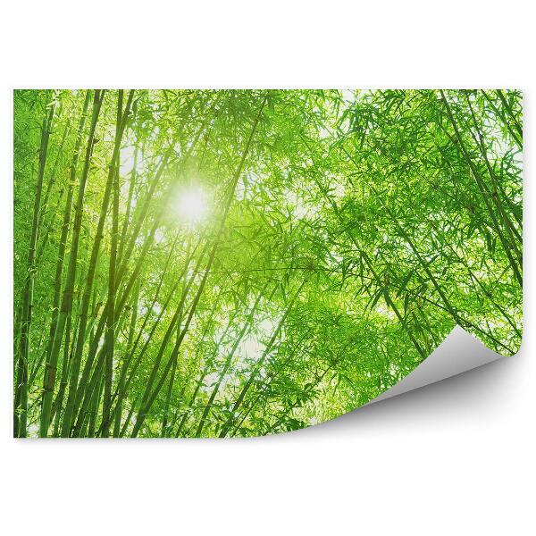 Fototapeta na stenu Stromy bambusový les zelená slnečná žiara
