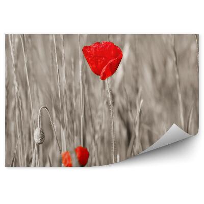 Fototapeta na stenu Červené Maky Sivé Stonky Kvetov Okvetné Lístky