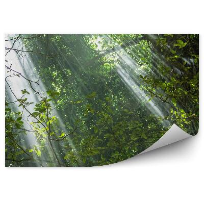 Fototapeta Listnatý les slnko