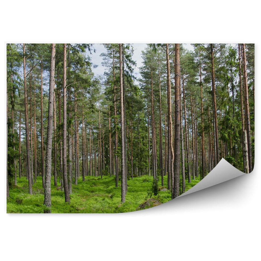 Fototapeta Trávnatý ihličnatý les