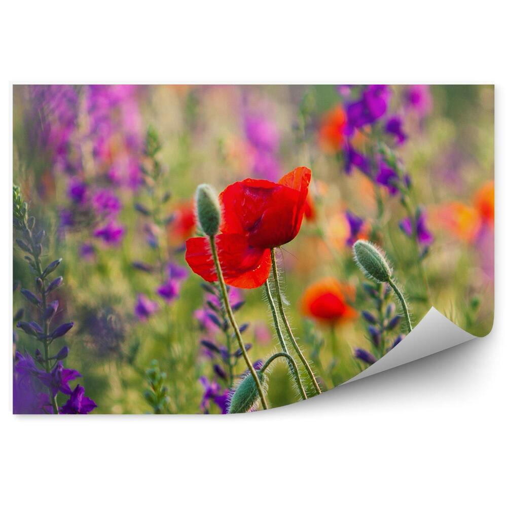 Fototapeta Kvetinová lúka fialové červené kvety