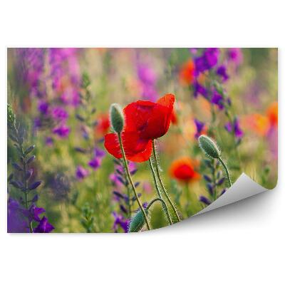 Fototapeta Kvetinová lúka fialové červené kvety