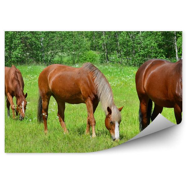Fototapeta na stenu Kone na lúke tráva zelené stromy
