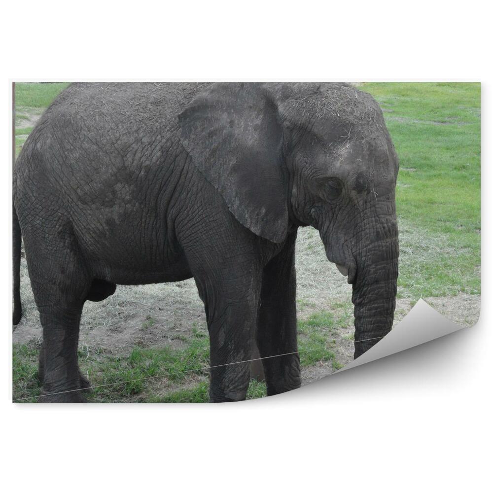 Fototapeta Slon na výstave