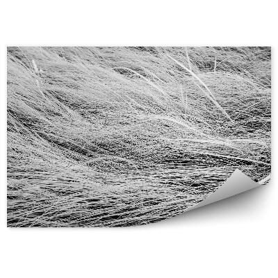 Fototapeta na stenu Čiernobiela fotografia dlhého trávnatého poľa