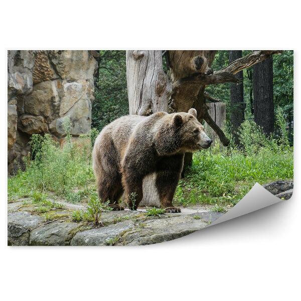 Fototapeta na stenu Medveď grizly v zoo