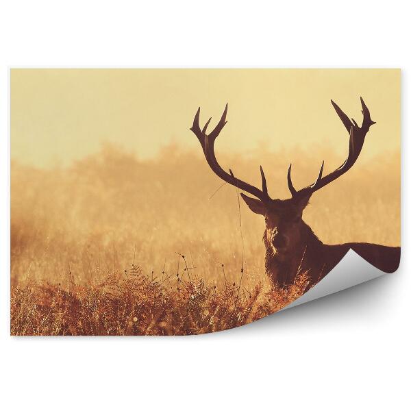 Fototapeta na stenu Jeleň na hmlistej lúke