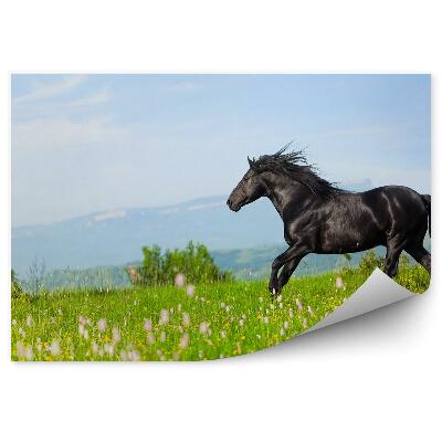 Fototapeta na stenu Čierny kôň kvitnúca lúka zelené kopce