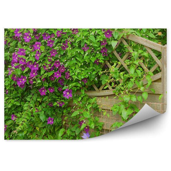Fototapeta na stenu Clematis fialové kvety plot