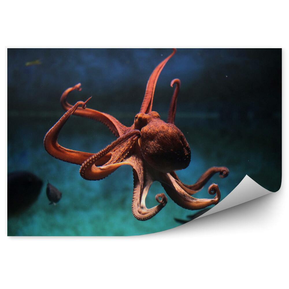 Fototapeta na stenu Chobotnica obyčajná