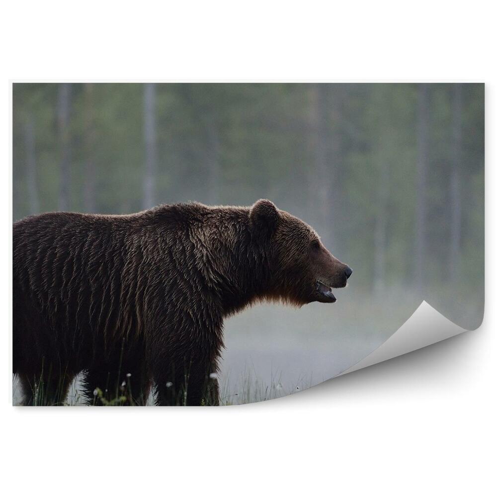Fototapeta Medveď medzi rannou hmlou