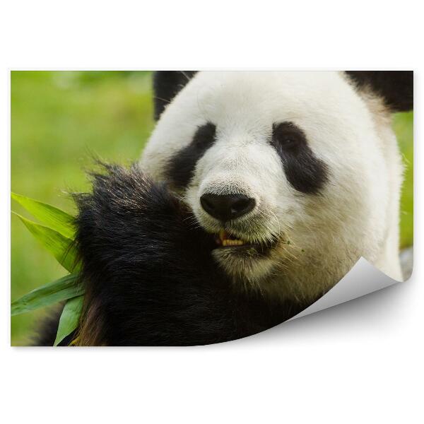 Fototapeta na stenu Panda pojedajúca listy