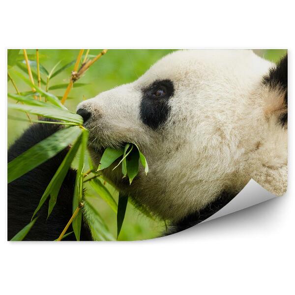 Fototapeta Panda pojedajúca bambus