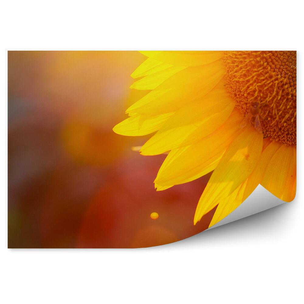 Fototapeta Slnečnice Kvety