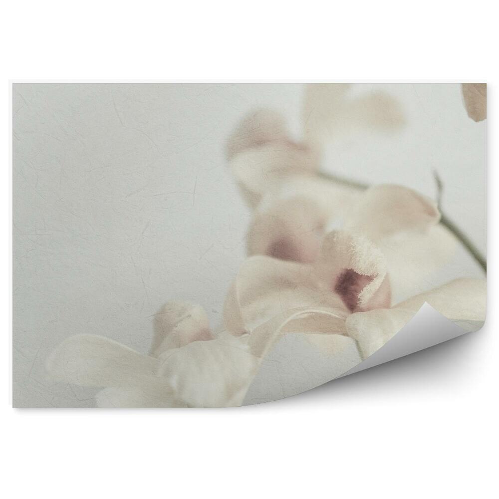 Fototapeta Biela Orchidea