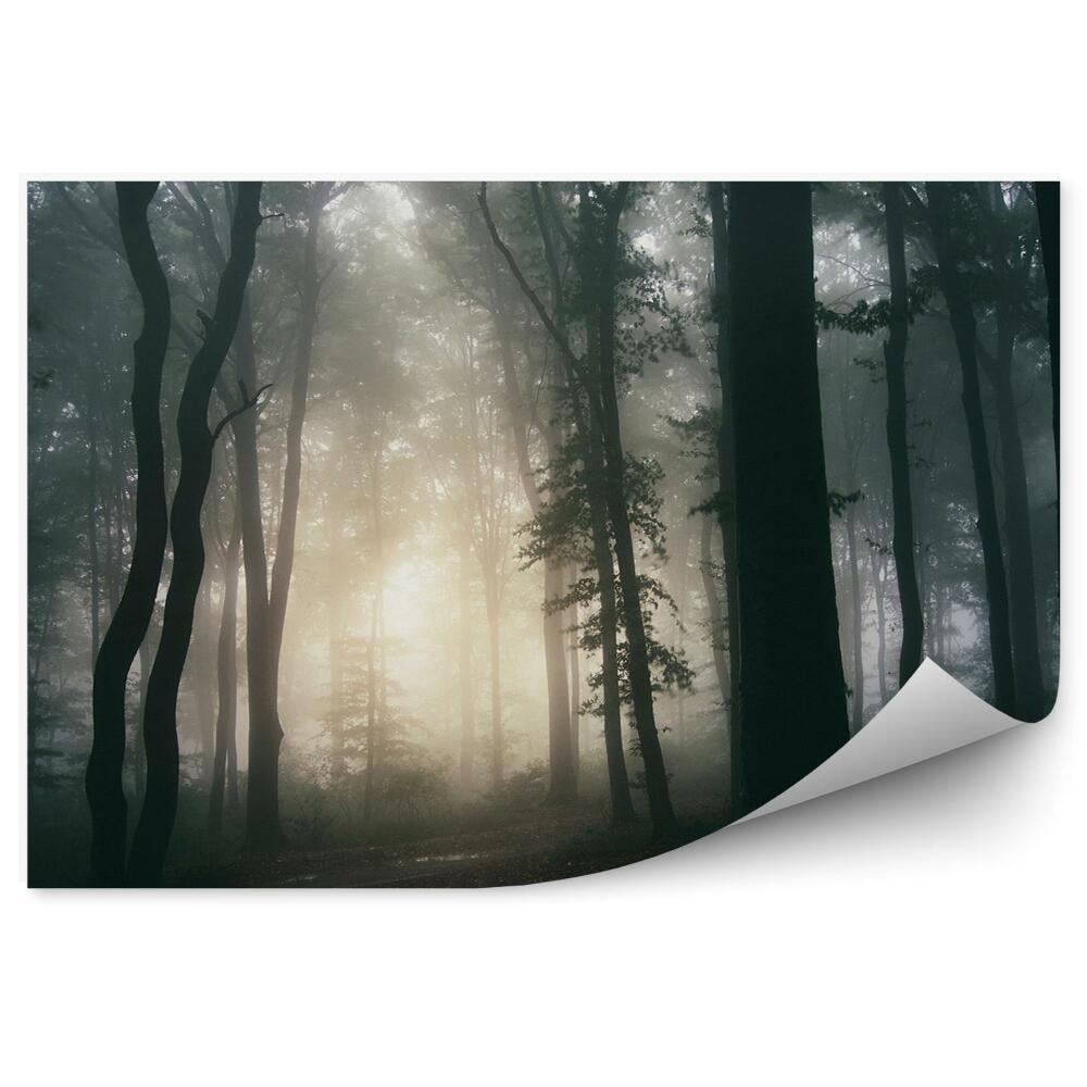 Fototapeta Súmrak tmavý les