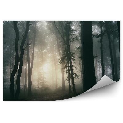 Fototapeta Súmrak tmavý les