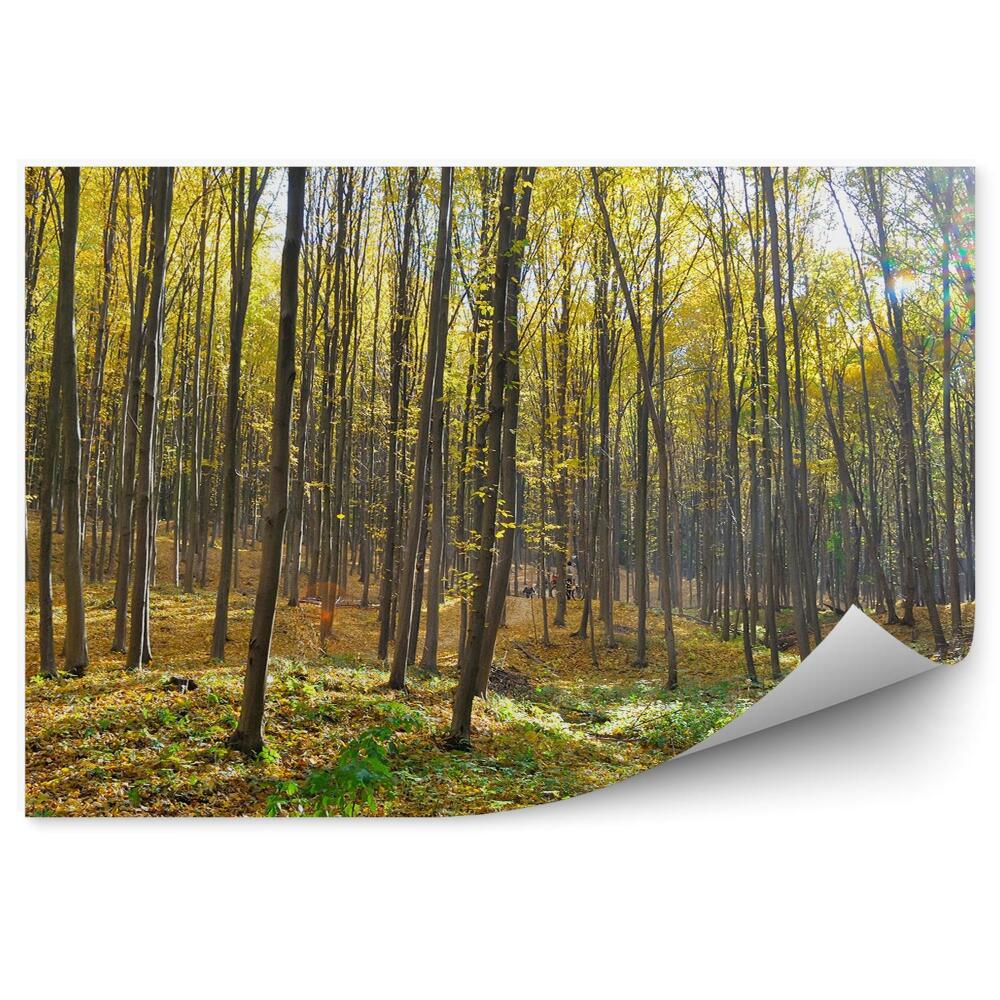 Fototapeta na stenu Jesenný les