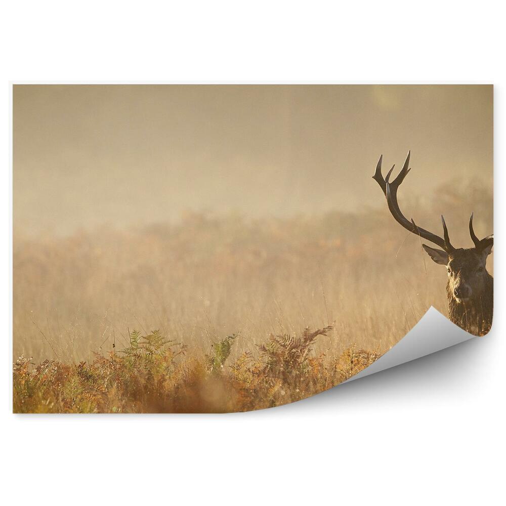 Fototapeta Jeleň na hmlistej lúke