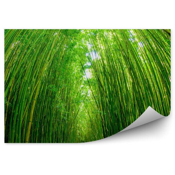 Fototapeta Cesta cez bambusový les perspektíva