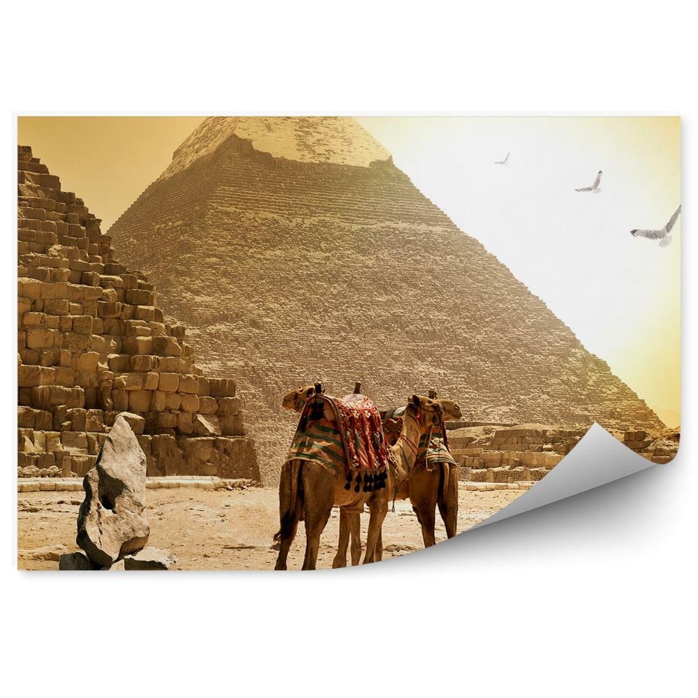 Fototapeta na stenu Kamele živali piramide