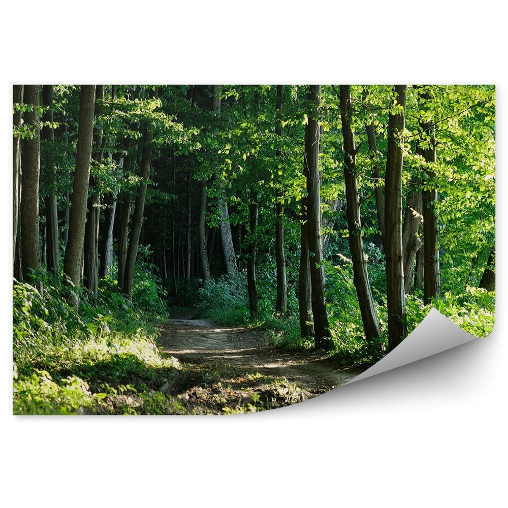 Fototapeta na stenu Cesta v lese stromy príroda
