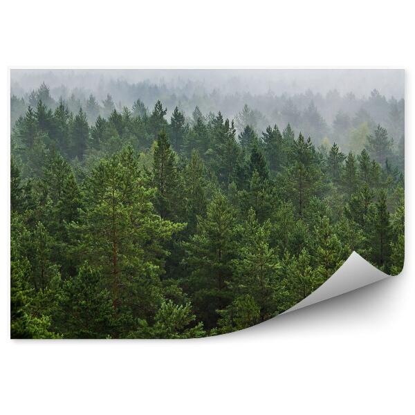 Fototapeta na stenu Hmla nad lesom vianočné stromčeky zelené biele