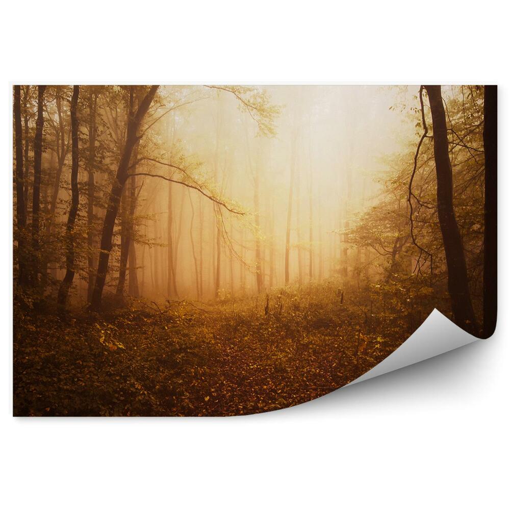 Fototapeta na stenu Lesné Stromy Listy Západ Slnka
