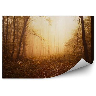 Fototapeta na stenu Lesné Stromy Listy Západ Slnka