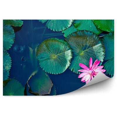 Fototapeta na stenu Pohľad Zhora Na Lekná Na Rybníku