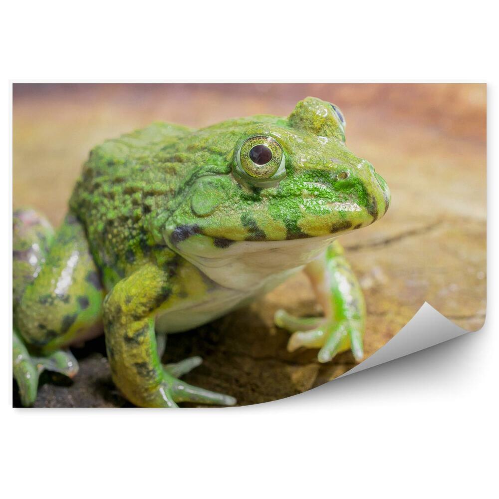 Fototapeta Žaba sediaca na kmeni stromu