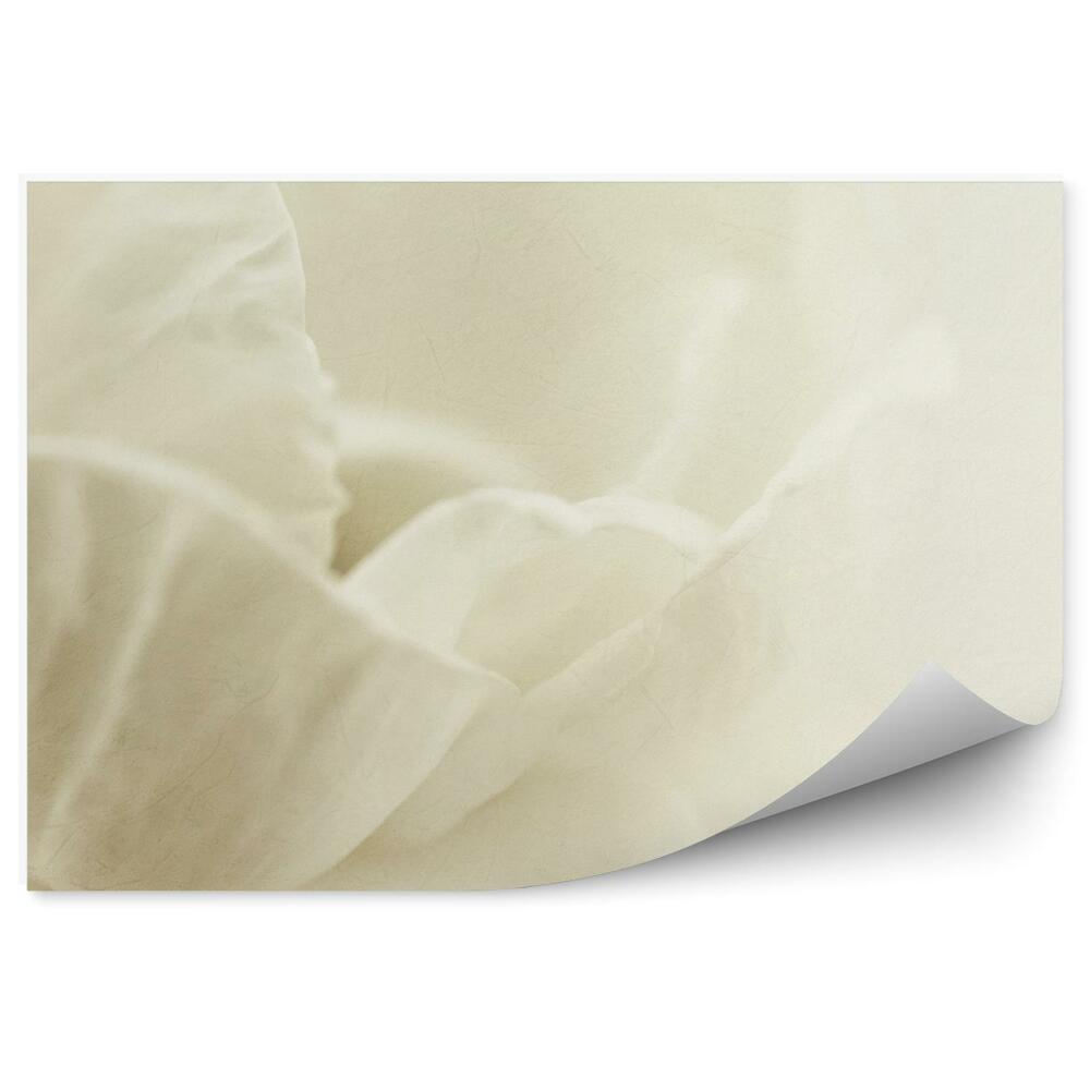 Fototapeta Biele Okvetné Lístky Ruží Pozadie