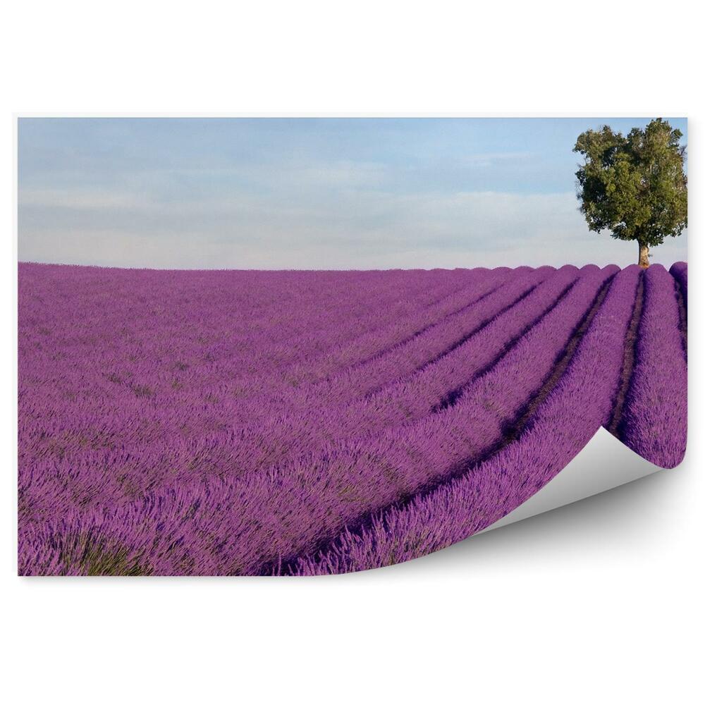 Fototapeta na stenu Levanduľové pole stromy obloha mraky Provence Francúzsko