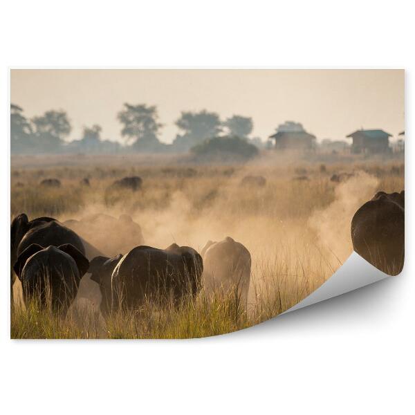Fototapeta Národný Park Chobe Botswan Domy Stromy Tráva Slony