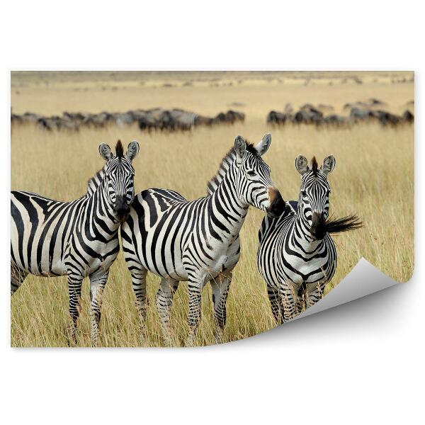 Fototapeta Tri zebry na savane