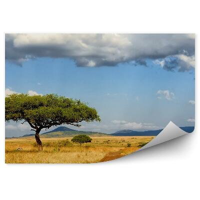 Fototapeta na stenu Stromy Zebry Cesta Tráva Savana Obloha Mraky
