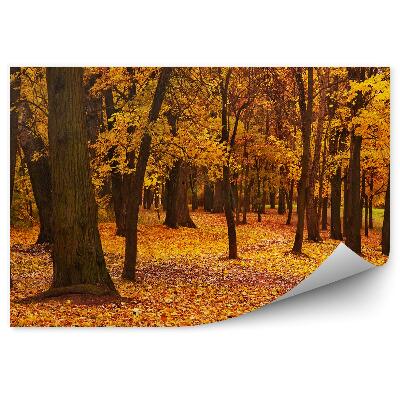 Fototapeta Farebné jesenné javory park