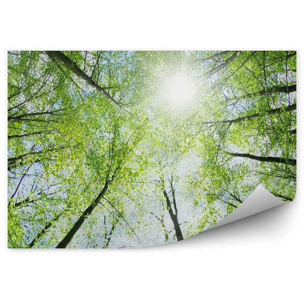 Fototapeta na stenu Zelené stromy v letnej žiari svetelná perspektíva
