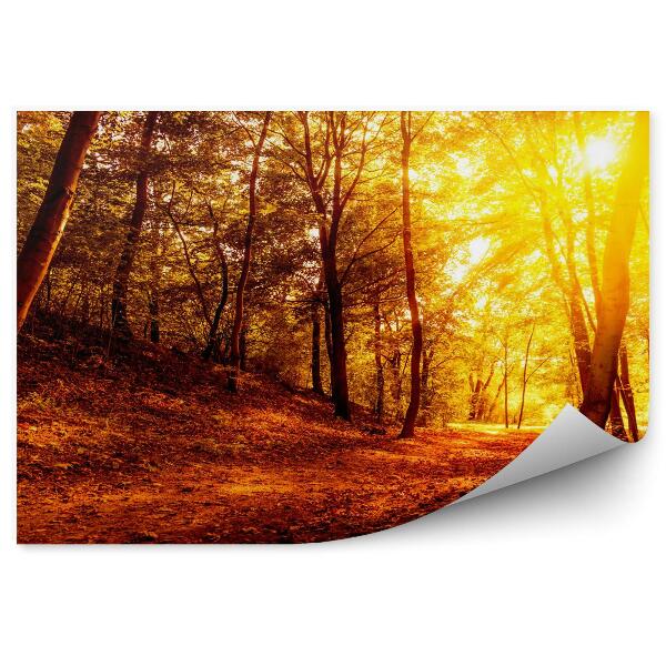 Fototapeta na stenu Jesenný les pri západe slnka