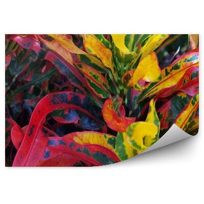 Fototapeta Farebné rastliny listy zelená žltá červená