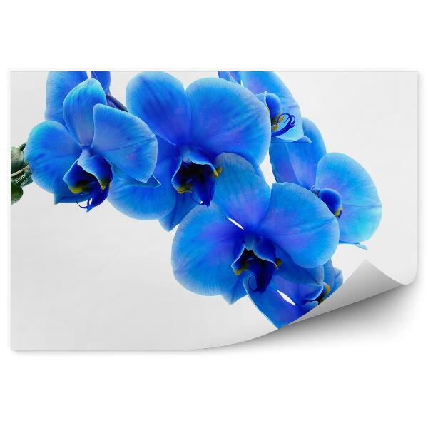Fototapeta na stenu Modrý Kvet Orchidey