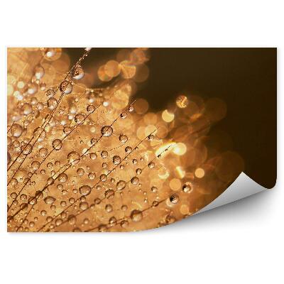 Fototapeta na stenu Dúchadlo Na Kvapky Vody