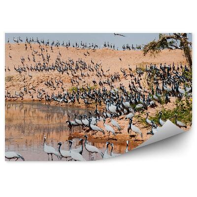 Fototapeta na stenu Húf Vtákov Voda Piesok Príroda